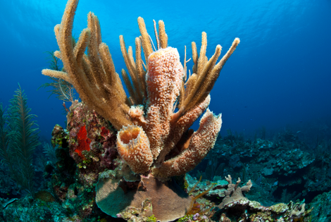 Beautiful, majestic coral